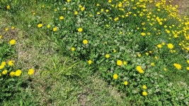 제주도에 핀 노란 민들레...알고보니 생태계교란종