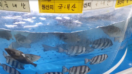 일본산 도미·가리비 국내산으로 거짓 표시한 음식점 무더기 적발
