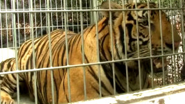 美 동물원 청소 노동자, 호랑이에 팔 물려 중태...호랑이 사살