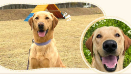 관세청, 마약 탐지 훈련견 분양 평생 함께할 가족 찾아요