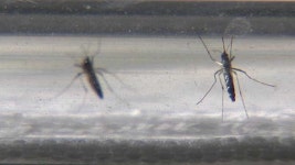 러브버그 떠난 자리에 모기 급증…작년보다 개체 수 늘어