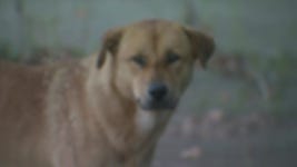 인천 신도시에 야생 들개 출몰…관련 민원 속출