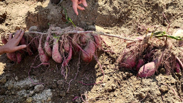 굉장히 희귀한 일...울산서 길이 70㎝ 대형 고구마 뿌리 발견