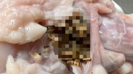 하림 생닭 벌레 해명...친환경 농장, 사람 건강에 문제없다