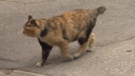 日 후쿠야마 공장 1급 발암물질에 풍덩 고양이…발견하면 즉시 신고