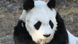 日 최고령 판다 탄탄 귀향 앞두고 사망...사람 나이로 80세