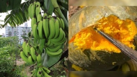 서울서 바나나가? 밭에서 익은 단호박?...폭염이 만든 기현상