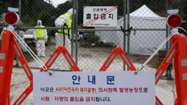 충남 당진서 아프리카돼지열병 발생...1천4백 마리 매몰처분