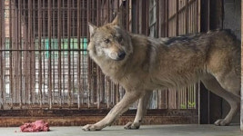 일본판 '늑구' 소동?...산책 중 탈출한 늑대개 18시간 만에 포획