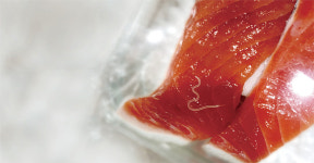 [과학] 송년회 회식 테이블에 고래회충이 나타났다면…