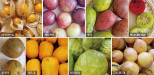 ‘수퍼푸드의 고향’ 페루의 슈퍼마켓서 만난 신기한 과일들