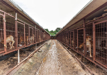 롯데家 땅에서 벌어진 ‘불법 개농장’ 이전투구 내막