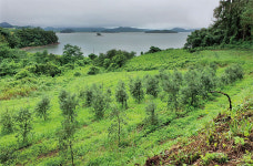 고흥 올리브, 삼척 바나나… ‘기후변화’ 시계가 점점 빨라지고 있다