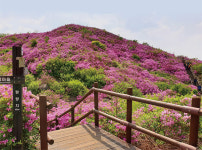 진달래도 가고 남은 봄꽃은 어디에…