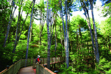 잣 향기 이불 삼아 천상의 하룻밤...경기 남양주 축령산자연휴양림