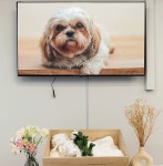 반려동물 장례식… 가족이었지만 법 앞에선 폐기물