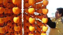 [슬라이드 포토] 농가마다 주렁주렁…감의 고장 영동 곶감말리기 한창