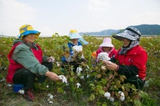[사진] 그 옛날 목화밭…추억 새록새록