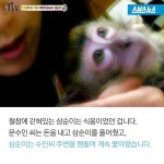 [스브스뉴스]아파트에 사는 원숭이…삼순이 가족의 가슴 아픈 이별