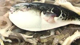 몸에 좋다 잘못된 속설에 맹독성 복어내장 먹고 숨져