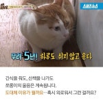 [스브스뉴스]하루종일 끊임없이 우는 고양이…귀여운 반전