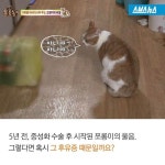 [스브스뉴스]하루종일 끊임없이 우는 고양이…귀여운 반전