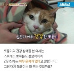 [스브스뉴스]하루종일 끊임없이 우는 고양이…귀여운 반전