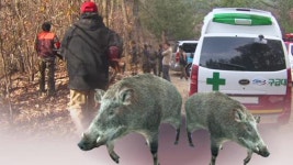 사람 잡는 멧돼지 6마리 떼 지어 다녀…경찰 주의보