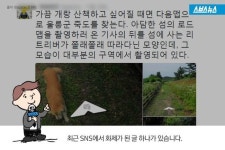 [스브스뉴스]아니 이 개 누구야?…죽도 개 리트리버의 정체