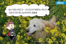 [스브스뉴스]아니 이 개 누구야?…죽도 개 리트리버의 정체