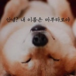 [카드머그] 안녕? 내 이름은 마루타로야