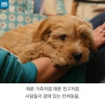 [카드뉴스] 반려동물, 폐기하시겠습니까?