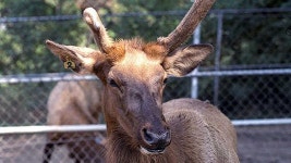 경남서 광록병 발병…사슴 100여마리 매몰 처분