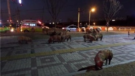 [핫포토] 이걸 어쩌나?…수송차 전도로 돼지 30마리 쏟아져