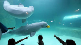 롯데 아쿠아리움 흰고래 폐사원인은 패혈증