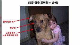 내가 행복해 보여요?…주인의 포옹은 반려견에게 스트레스