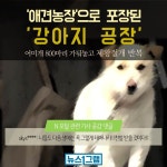 [뉴스1그램] 어미개 800마리 가둬놓고… 애견농장으로 포장된 강아지 공장