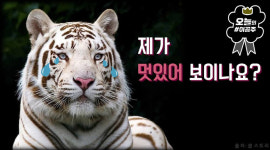[스브스뉴스]백호를 아시나요?…잔혹한 출생의 비밀