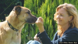 [뉴스pick] 떠돌이 개의 끈질긴 구애…국경 넘은 감동적 인연