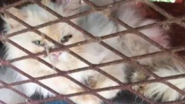 TV 동물농장서 고양이공장 폭로…동물단체 7마리 구조