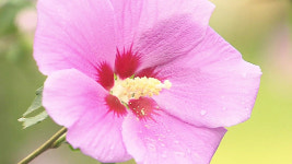 [취재파일] 나라꽃 무궁화…법으로 정해야 할까?