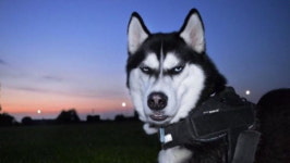 [뉴스pick] 치명적인 눈빛…애완견 덕분에 인생이 바뀐 여성 화제