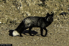 [뉴스pick] 희귀종 검은 여우 포착…검은 여우의 슬픈 전설