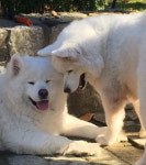 [뉴스pick] 개고기 농장서 생이별…기적처럼 상봉한 개 부부