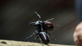 [뉴스pick] 온마을을 들끓게 한 딱정벌레 도박…170만 원까지 베팅