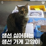 [스브스뉴스]생선 싫어하는 생선 가게 고양이