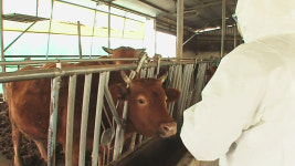 대비 못했던 A형 구제역 발생…백신 물량 부족 비상