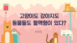 [라이프] 고양이도 강아지도…동물들도 혈액형이 있다?