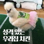 [스브스뉴스] 성격 있는 우리집 치킨