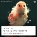 [스브스뉴스] 성격 있는 우리집 치킨